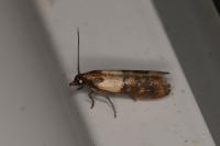 Plodia interpunctella