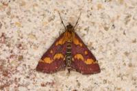 Pyrausta purpuralis