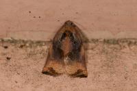 Archips podana
