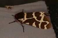Arctia caja