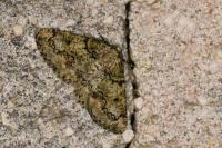 Cleorodes lichenaria