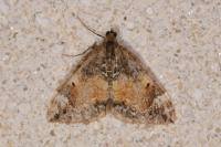 Dysstroma truncata