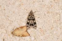 Eudonia delunella