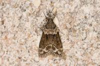 Eudonia mercurella