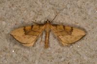 Gandaritis pyraliata