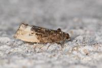 Hedya nubiferana