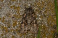 Lacanobia w-latinum