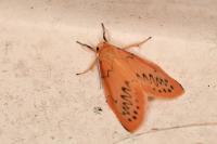Miltochrista miniata