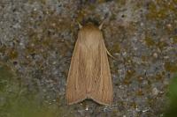 Mythimna pallens