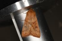 Mythimna vitellina
