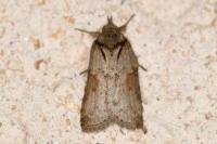 Nycteola revayana