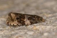 Orthotaenia undulana