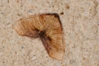 Plagodis dolabraria