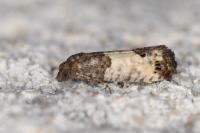 Spilonota ocellana