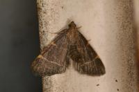 Hypsopygia glaucinalis