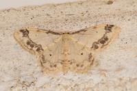 Idaea trigeminata