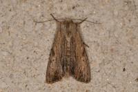 Apamea lithoxylaea