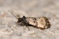 Cochylis atricapitana