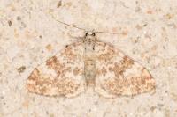 Perizoma flavofasciata
