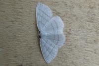 Cabera pusaria