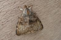 Lymantria dispar