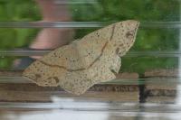 Cyclophora punctaria