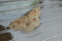 Cyclophora porata