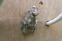 Cossus cossus
