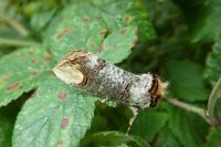 Phalera bucephala