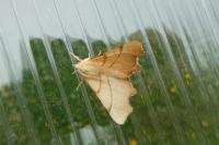Ennomos erosaria
