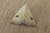Rivula sericealis