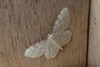 Idaea fuscovenosa