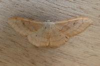 Idaea rubraria