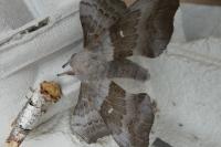 Laothoe populi