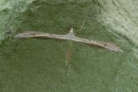 Emmelina argoteles/monodactyla