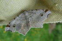 Macaria alternata