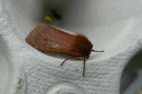 Phragmatobia fuliginosa