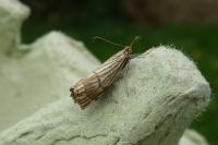 Chrysocrambus linetella