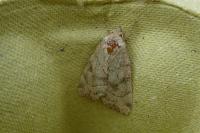 Cosmia trapezina