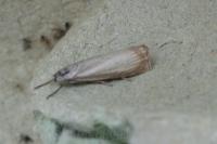 Chrysoteuchia culmella