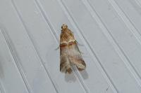 Acrobasis tumidana
