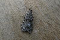 Eudonia mercurella