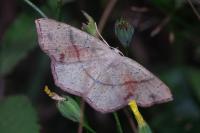 Cyclophora punctaria