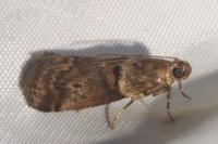 Acrobasis consociella