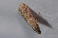 Ephestia elutella/woodiella