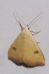 Rivula sericealis
