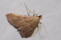 Endotricha flammealis