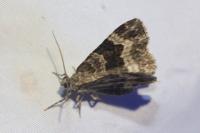 Epirrhoe alternata
