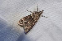 Eudonia mercurella