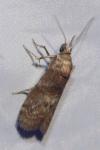 Phycita roborella